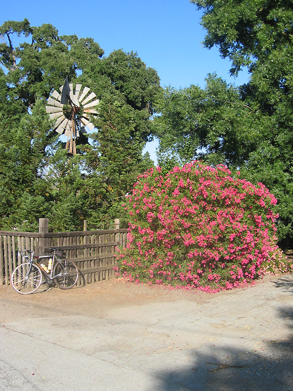 windmill, flowers (mr).jpg